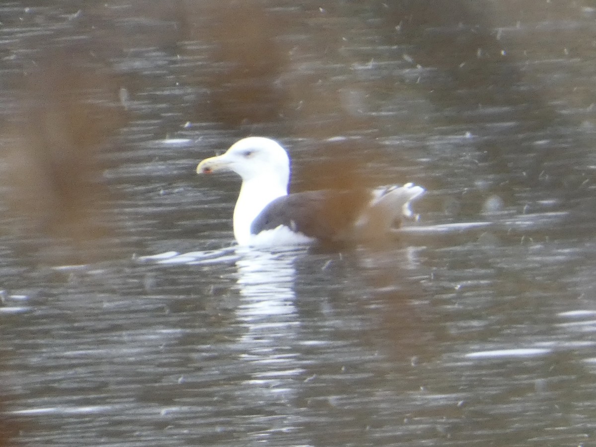 racek mořský - ML644950115