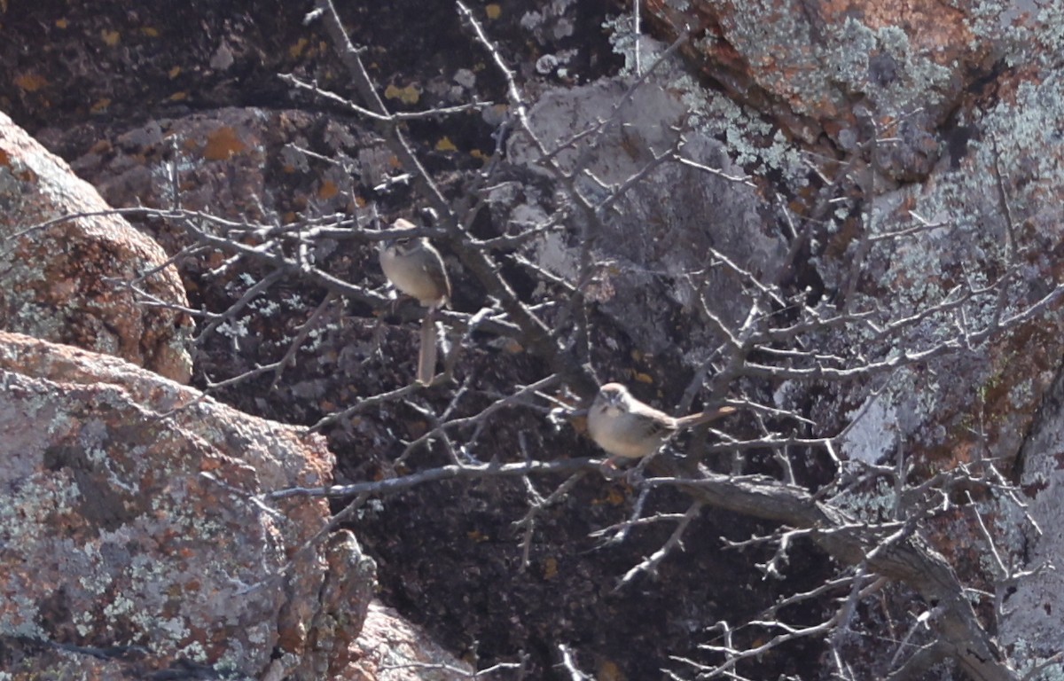 Rufous-crowned Sparrow - ML644950125