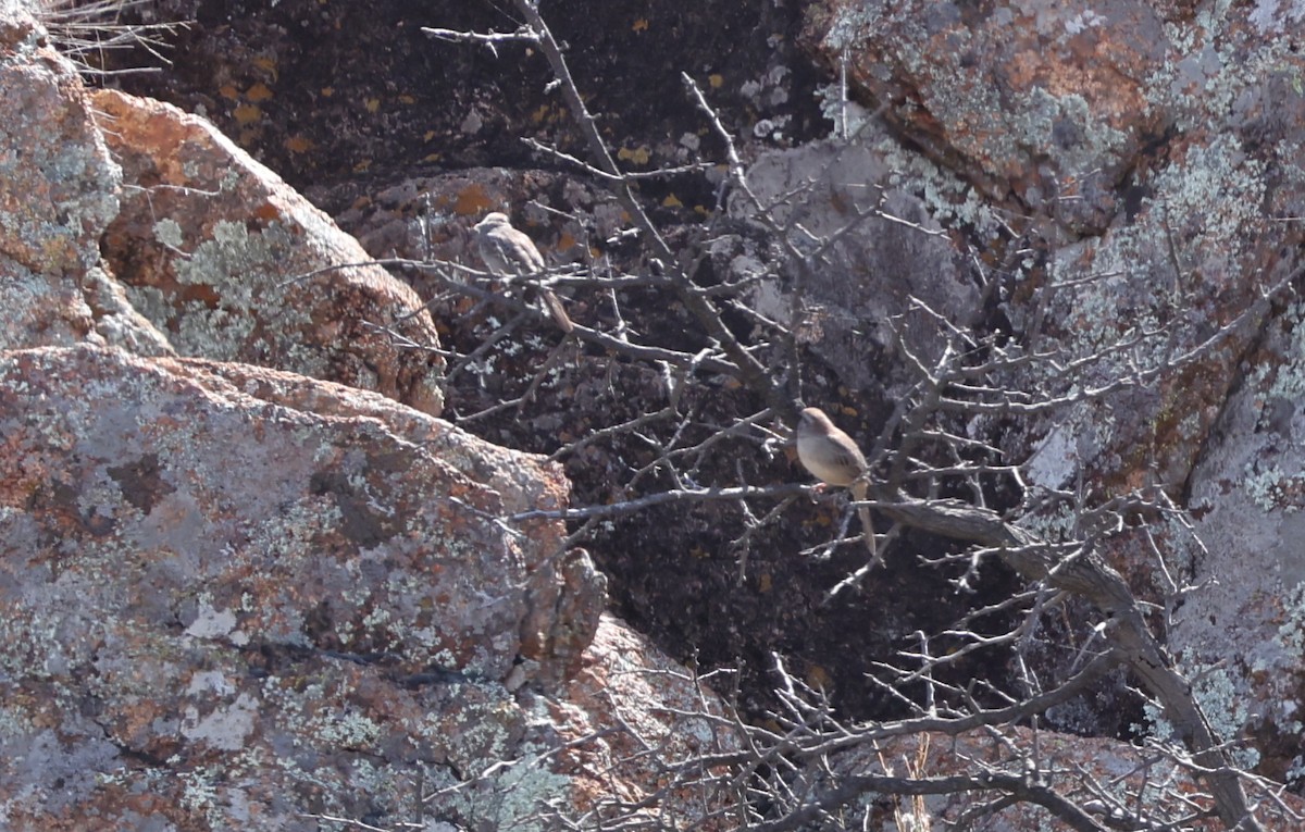 Rufous-crowned Sparrow - ML644950126