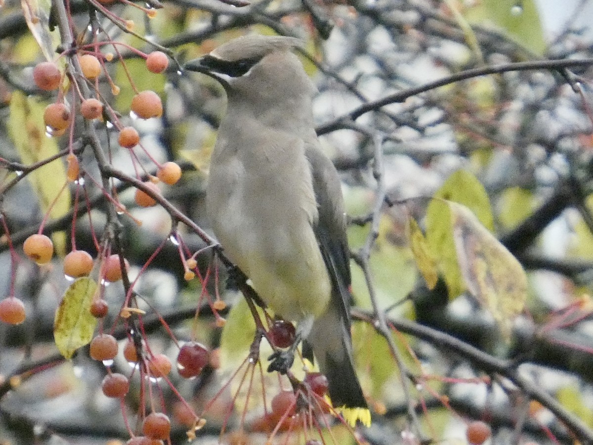 Cedar Waxwing - ML644950127