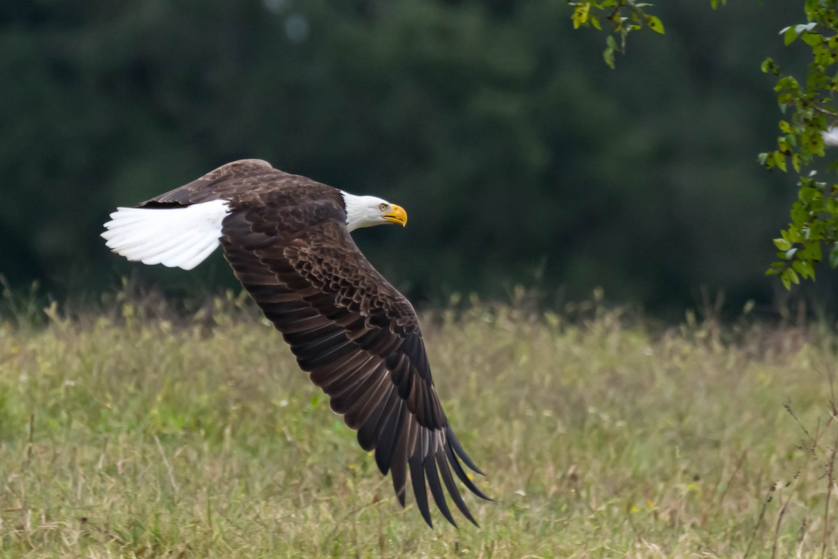 Bald Eagle - ML644950136