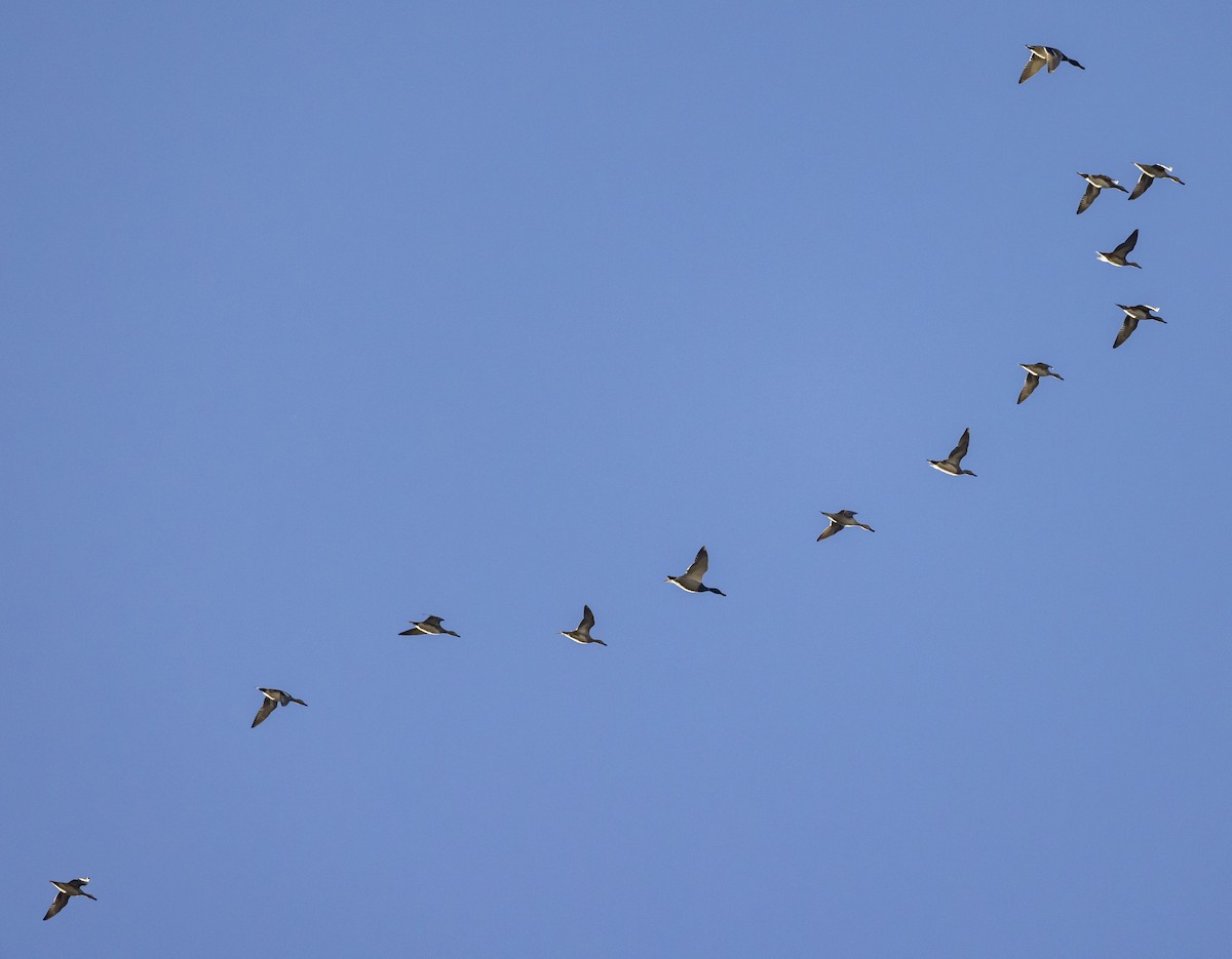 Mallard - ML644950146