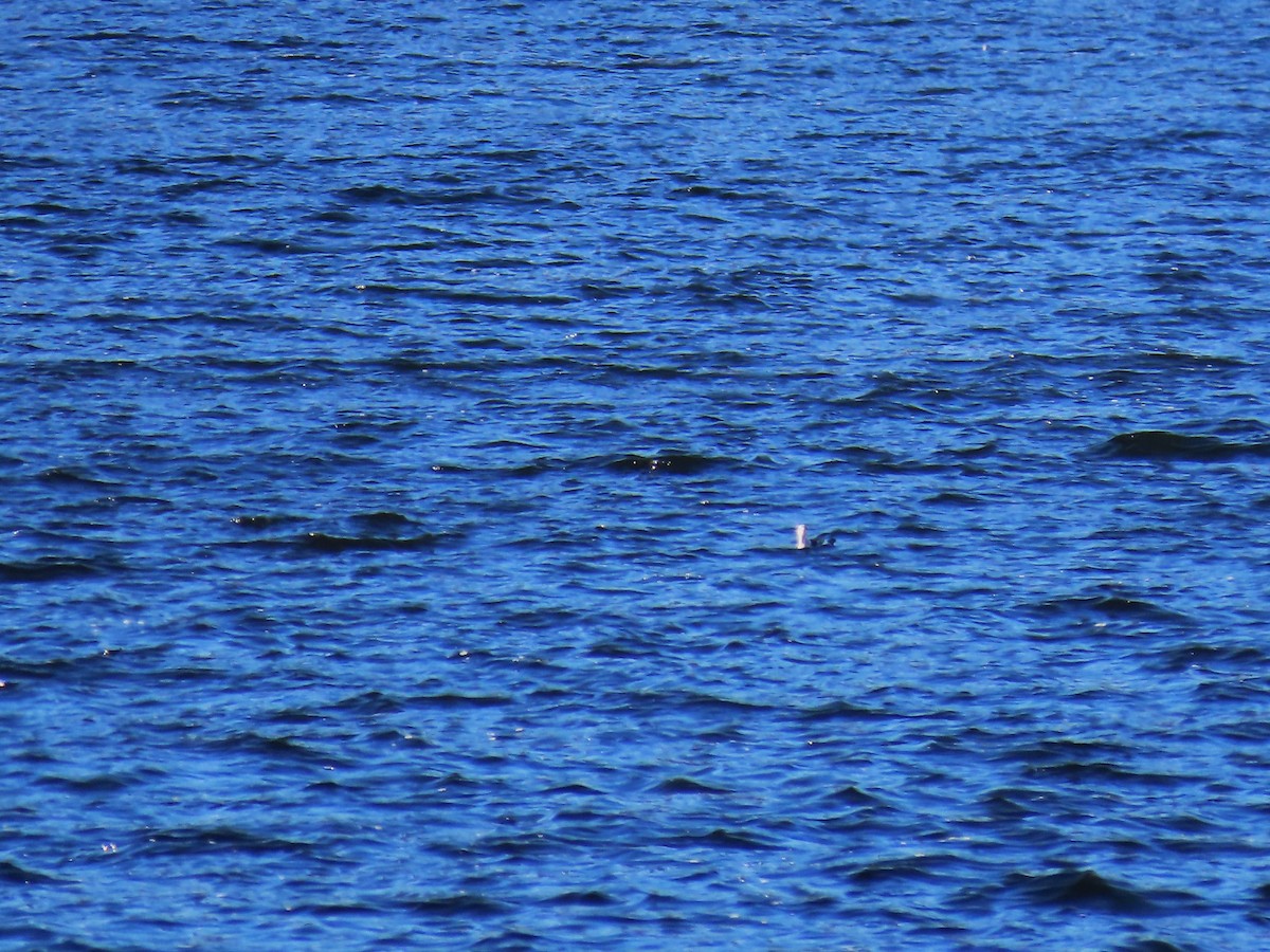 אוריה שחורה - ML644950151