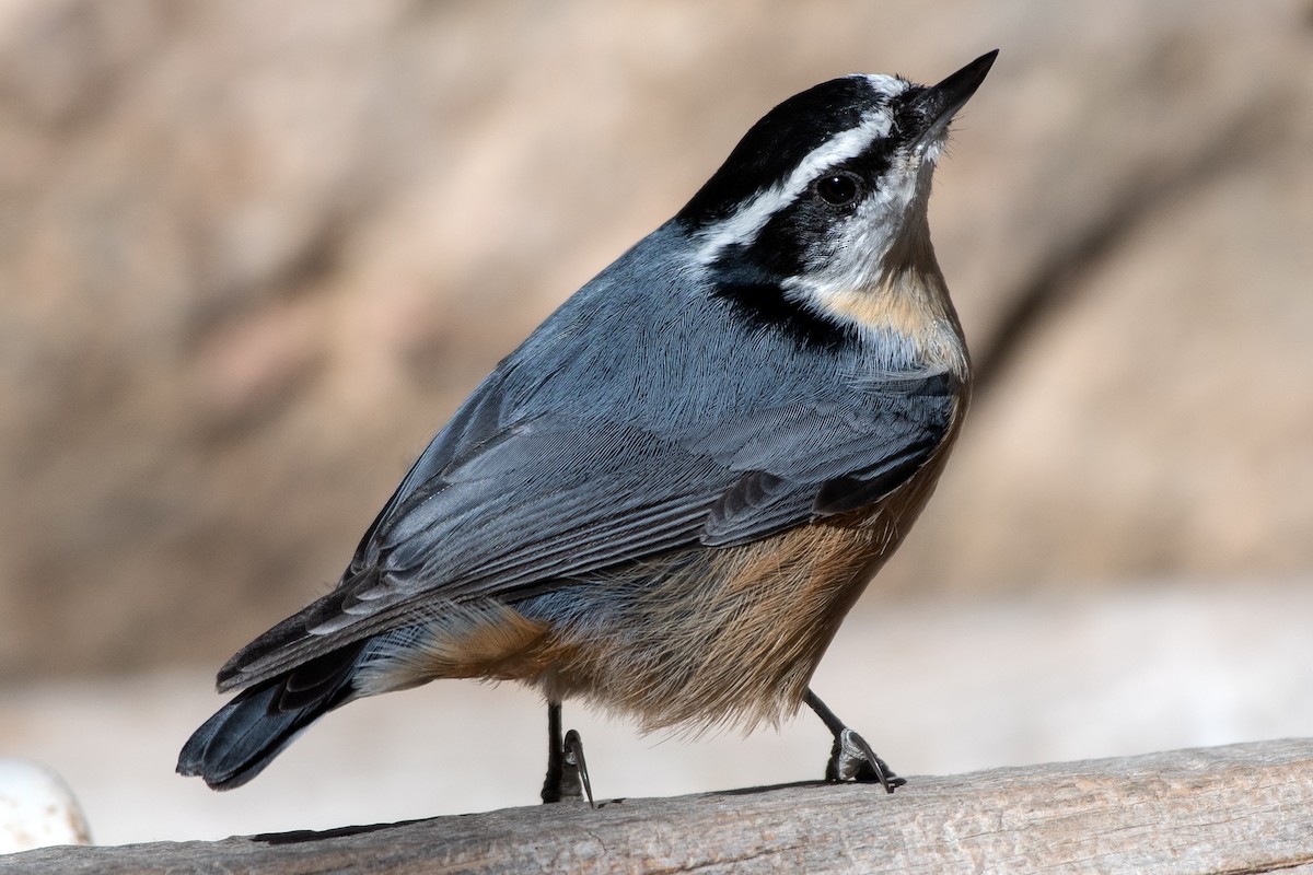 Red-breasted Nuthatch - ML644950152