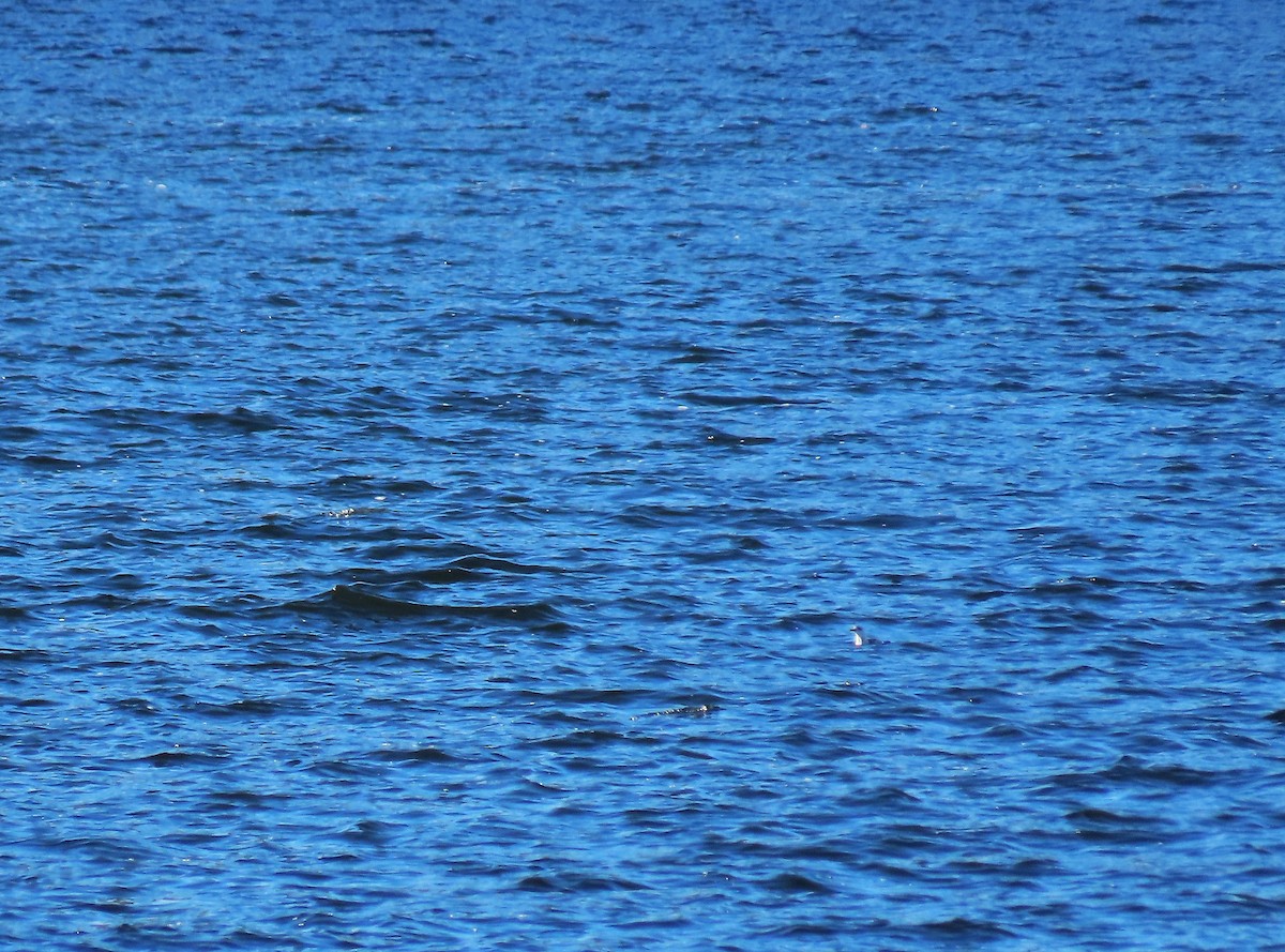 אוריה שחורה - ML644950153