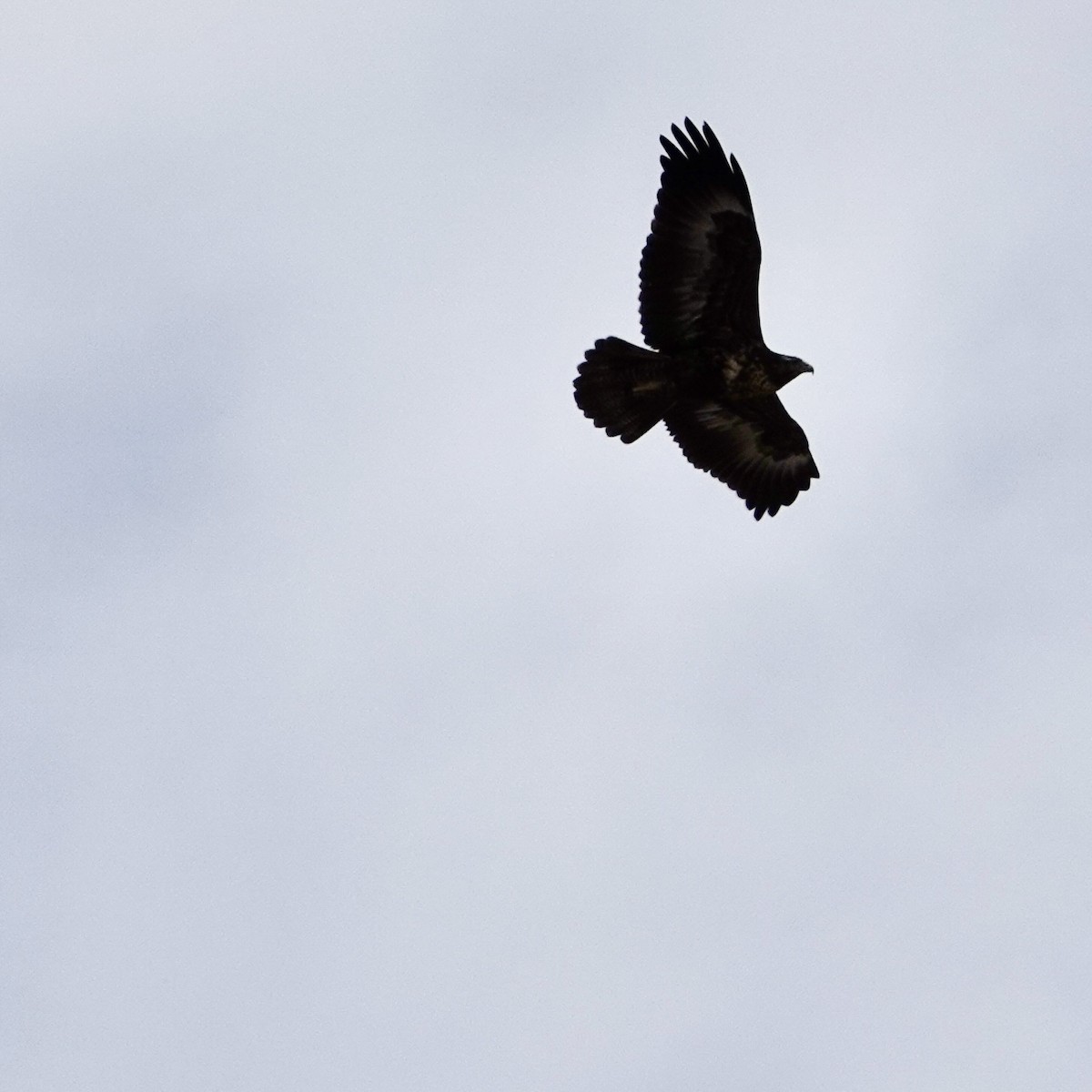 Black-chested Buzzard-Eagle - ML644950158