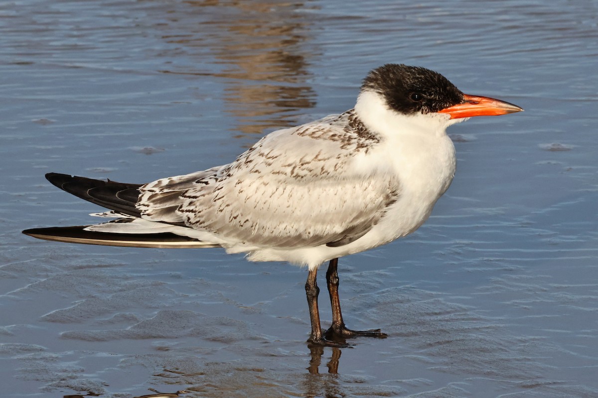 Caspian Tern - ML644950178