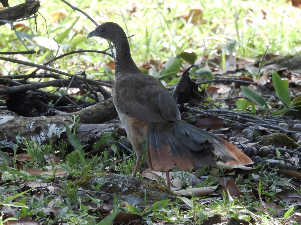 Speckled Chachalaca - ML644950183