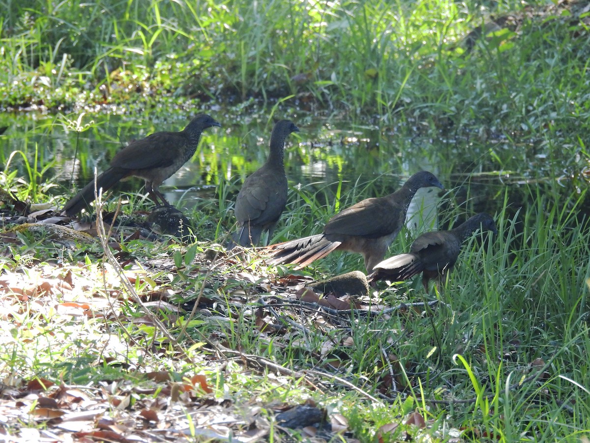 Speckled Chachalaca - ML644950184
