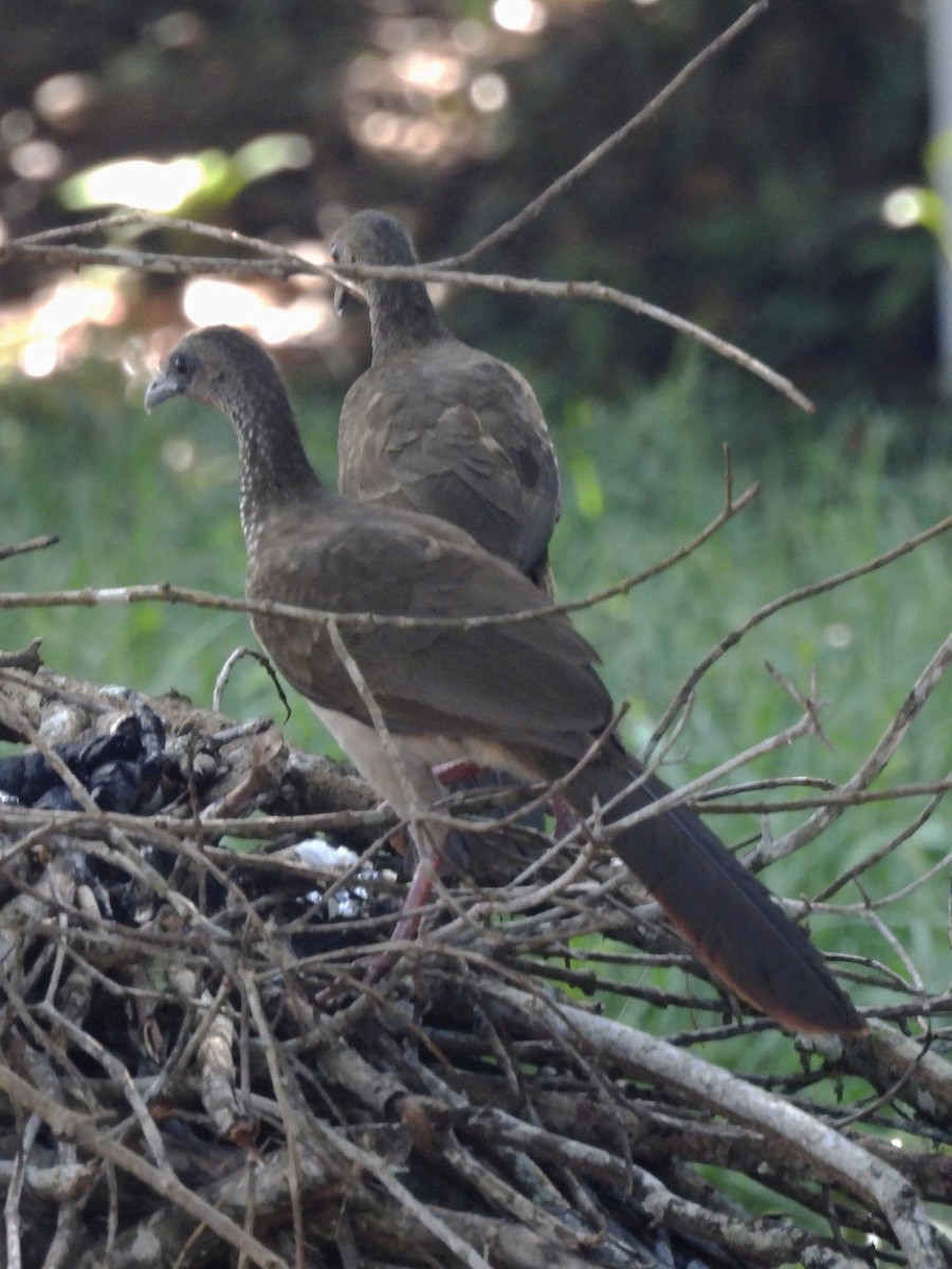 Speckled Chachalaca - ML644950185