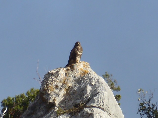 Buse variable - ML644950208