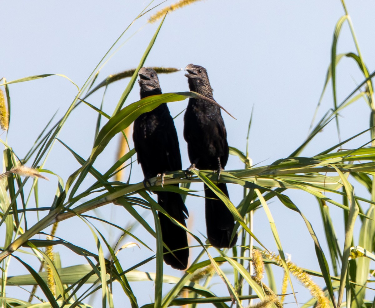 glattnebbani - ML644950241