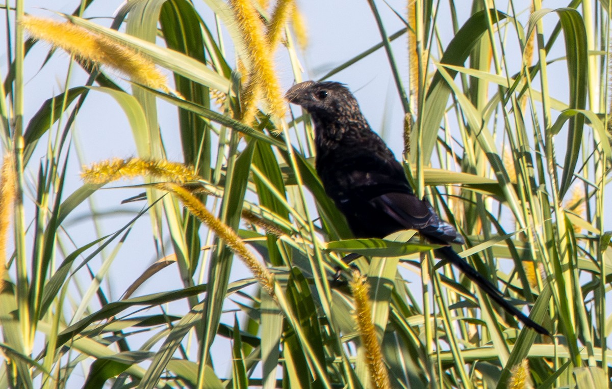 glattnebbani - ML644950243