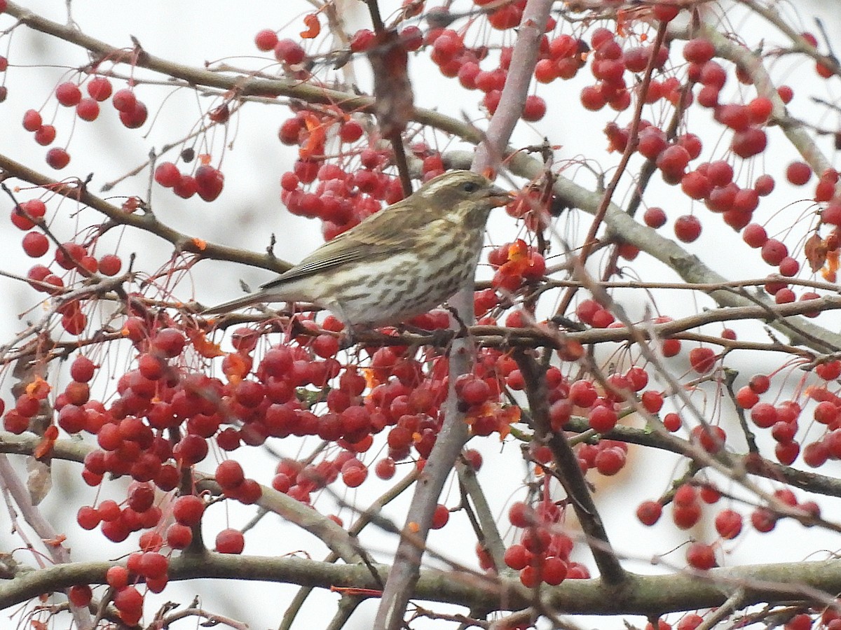 Camachuelo Purpúreo - ML644950259