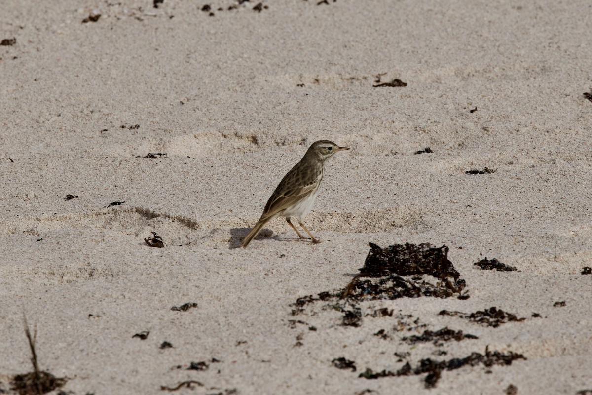 Berthelot's Pipit - ML644950260
