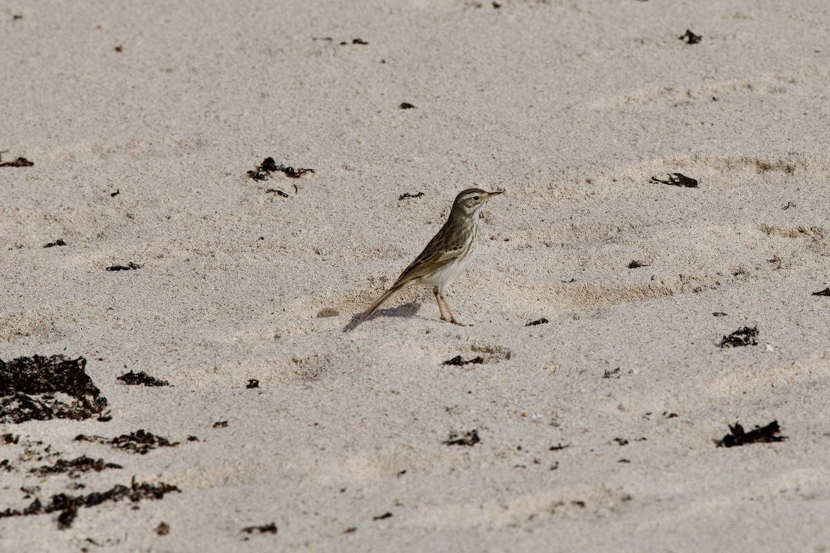 Berthelot's Pipit - ML644950261