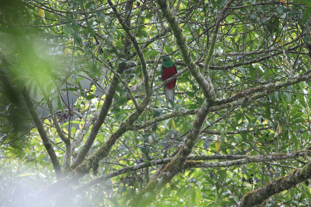 Crested Quetzal - ML644950265