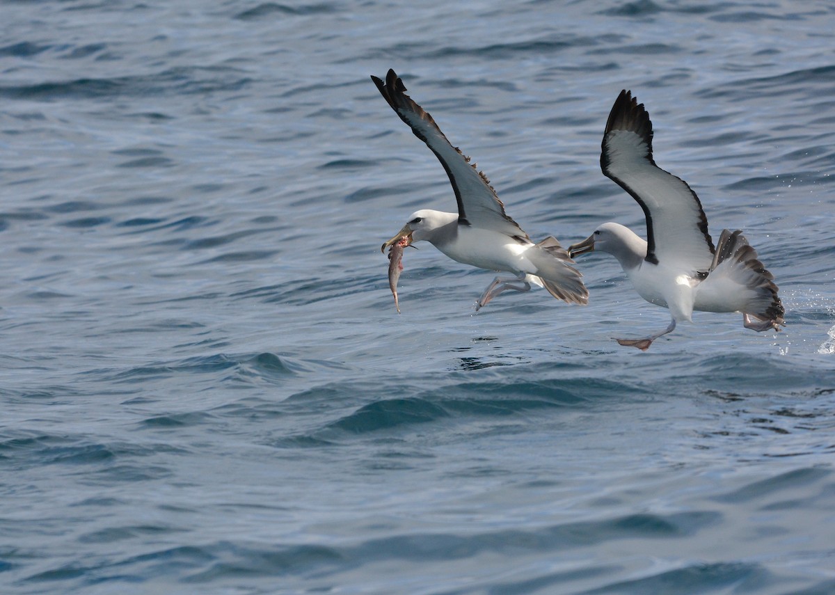 サルビンアホウドリ - ML644950285