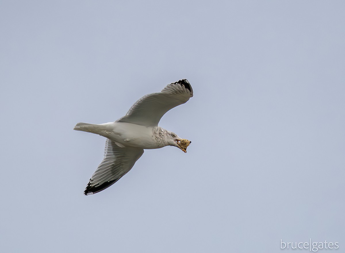 American Herring Gull - ML644950286