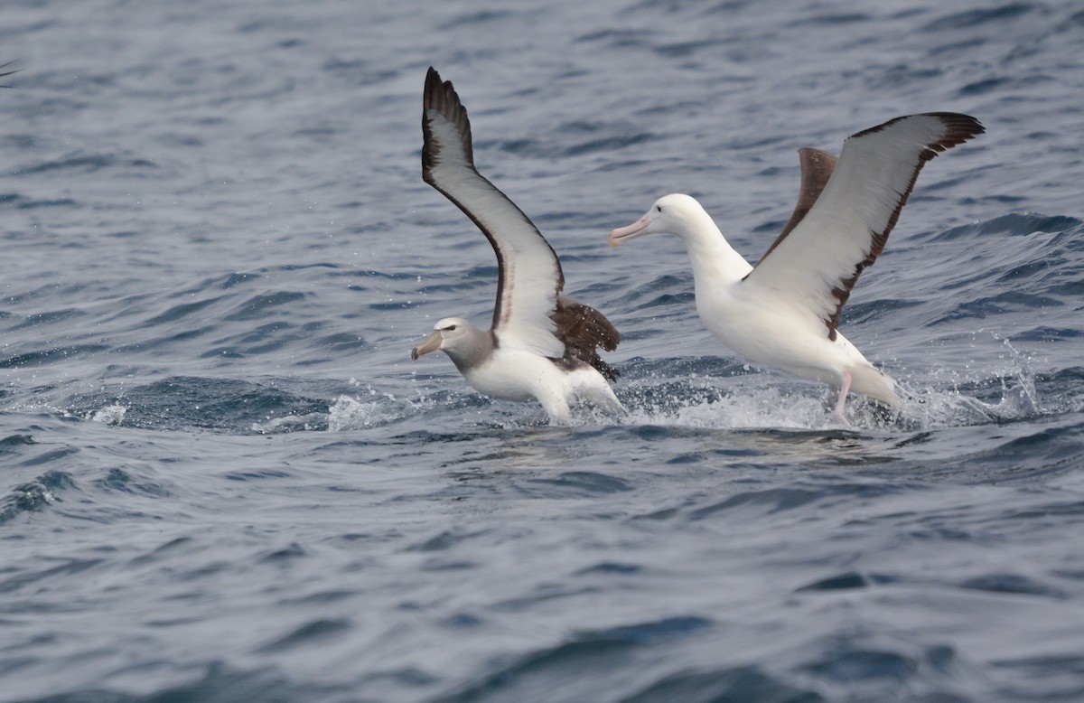 Northern Royal Albatross - ML644950296