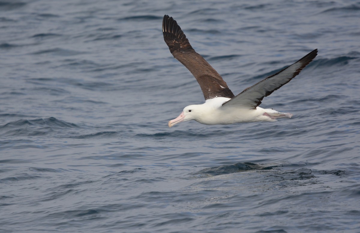 Northern Royal Albatross - ML644950304