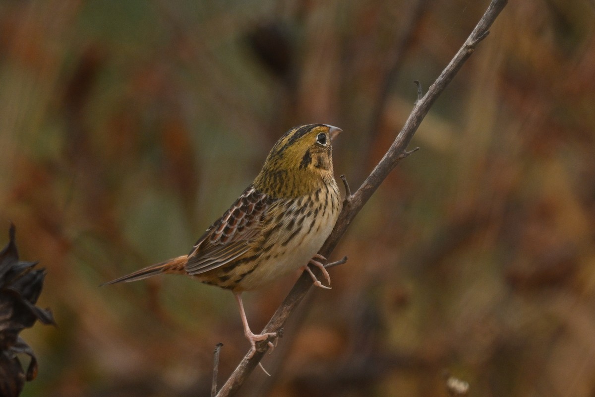 Henslow's Sparrow - ML644950310