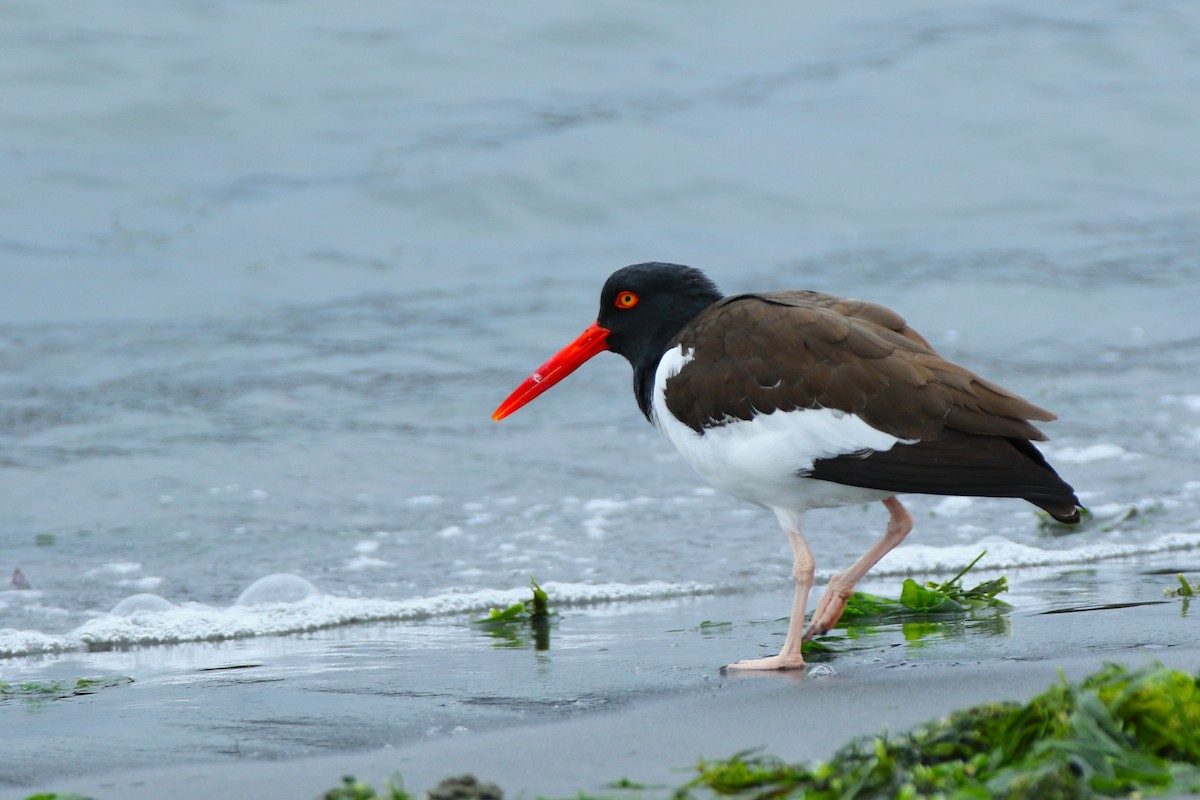 American Oystercatcher - ML644950313