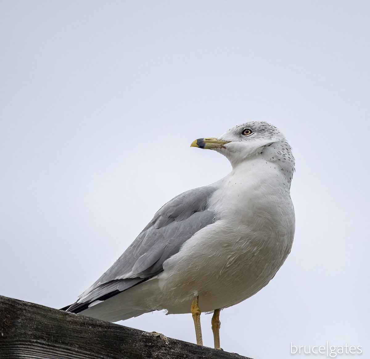 Ring-billed Gull - ML644950316