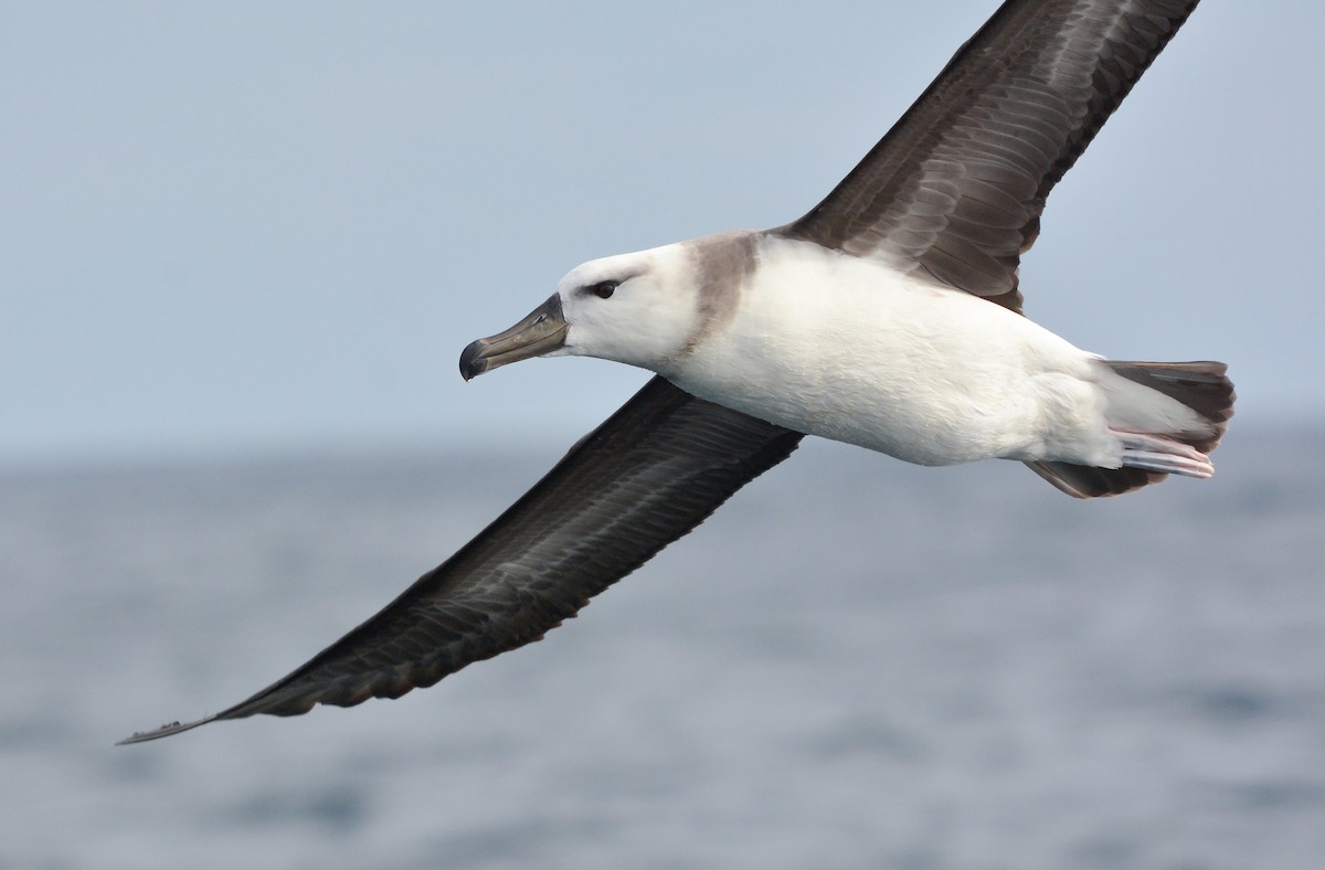 マユグロアホウドリ - ML644950327