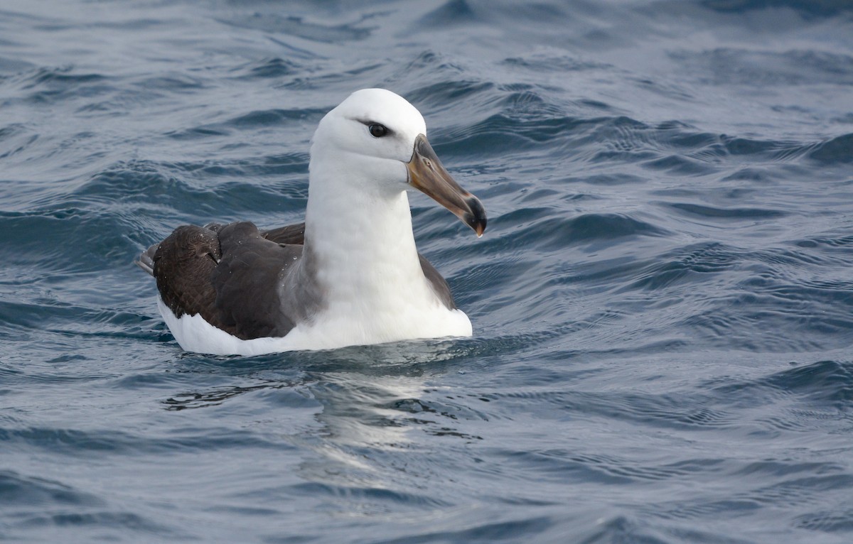マユグロアホウドリ - ML644950328