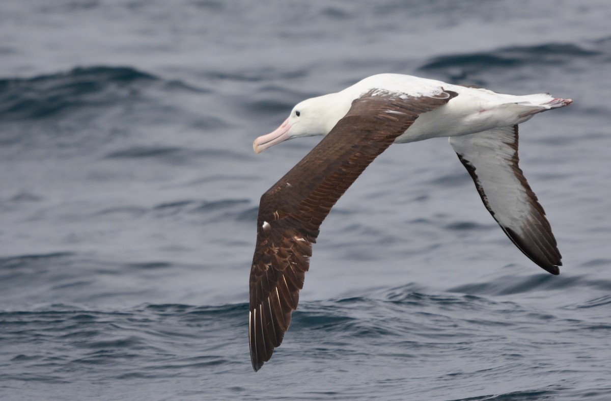 Northern Royal Albatross - ML644950336