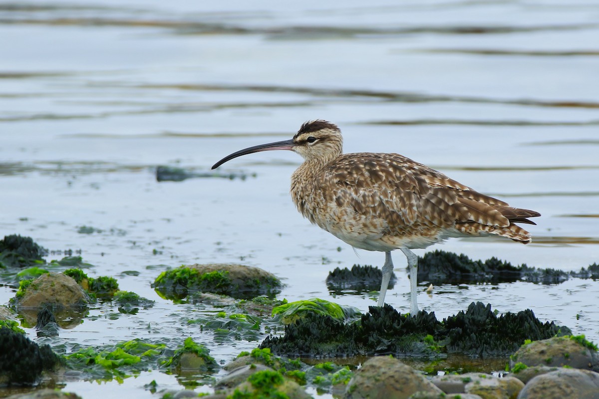 Hudsonian Whimbrel - ML644950337