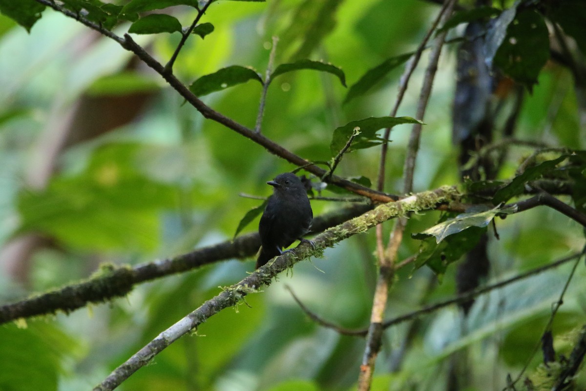 Blackish Antbird - ML644950350