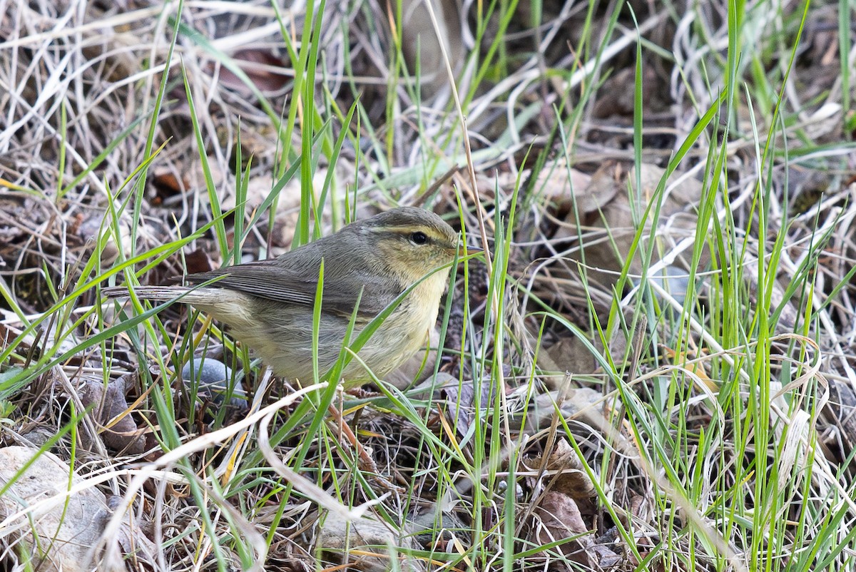Tickell's Leaf Warbler (Alpine) - ML644950359