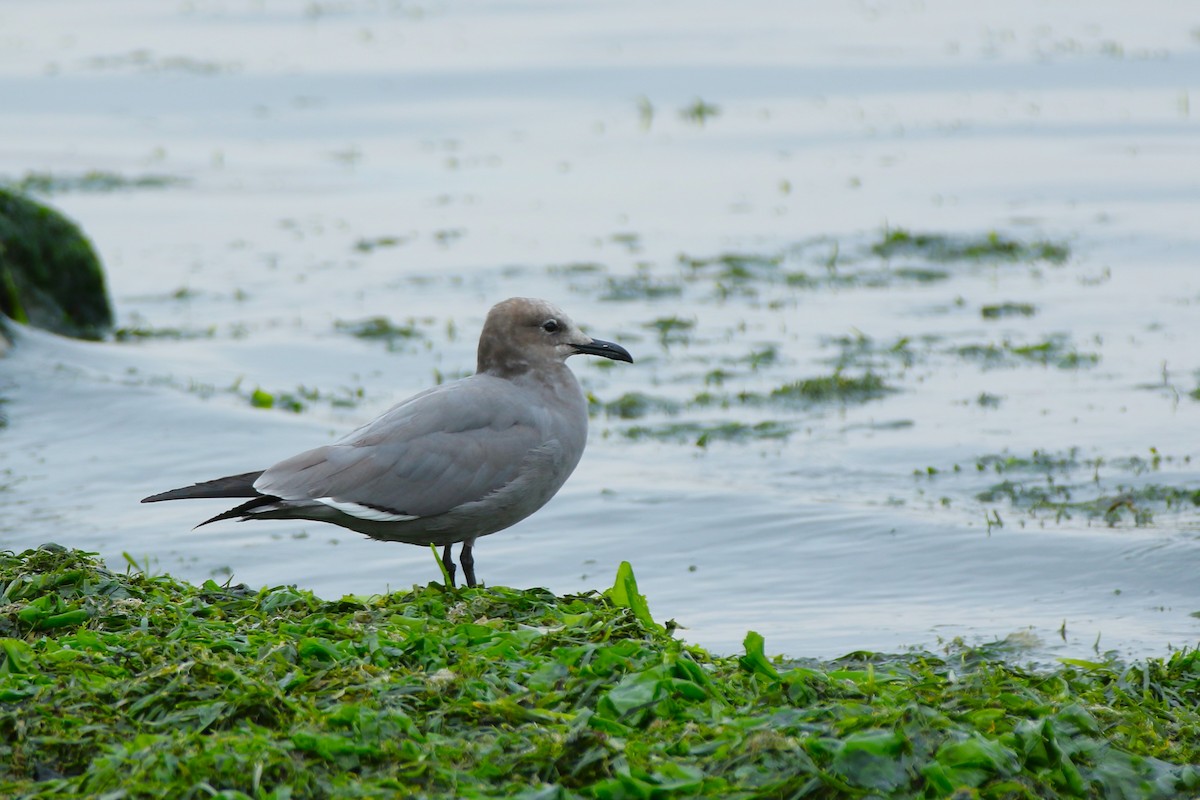 racek tmavý - ML644950360