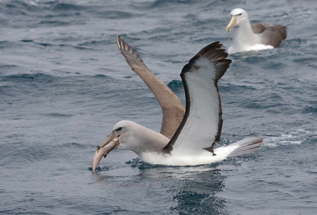 サルビンアホウドリ - ML644950364