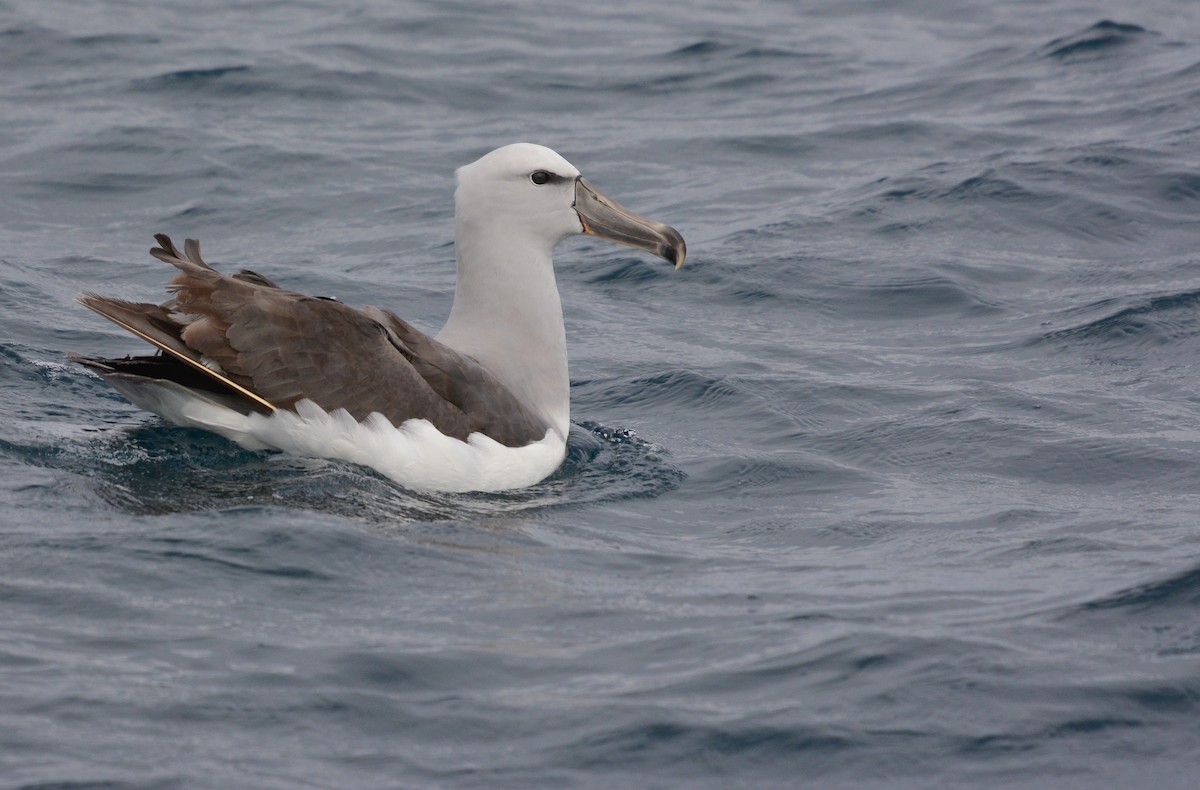 サルビンアホウドリ - ML644950365