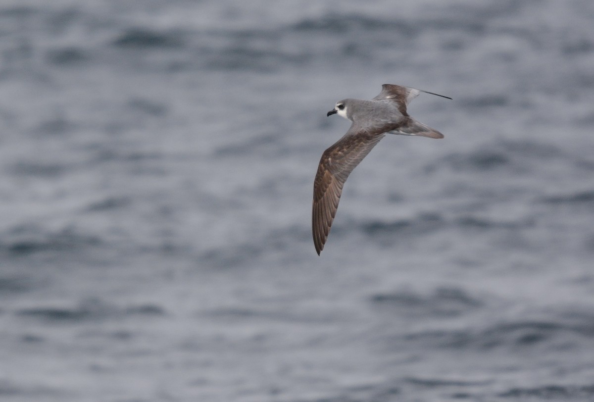 フェルナンデスミズナギドリ - ML644950368