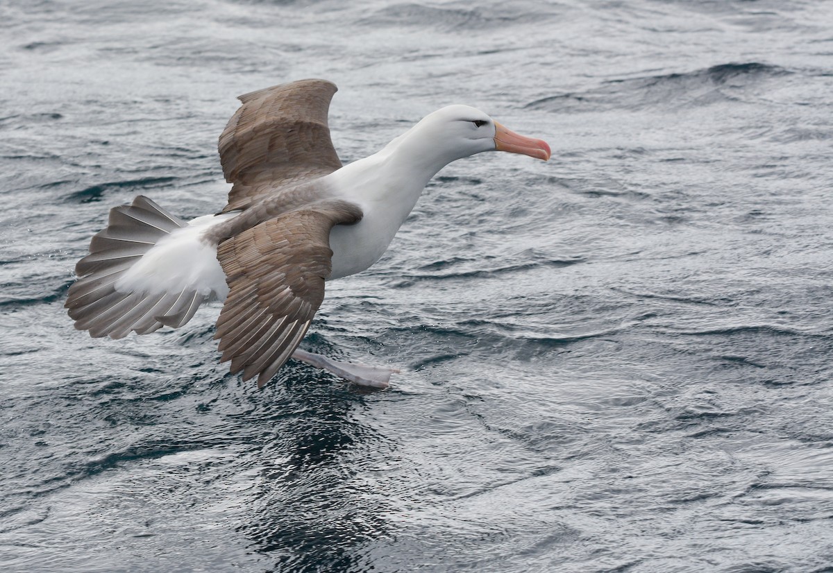 マユグロアホウドリ - ML644950370
