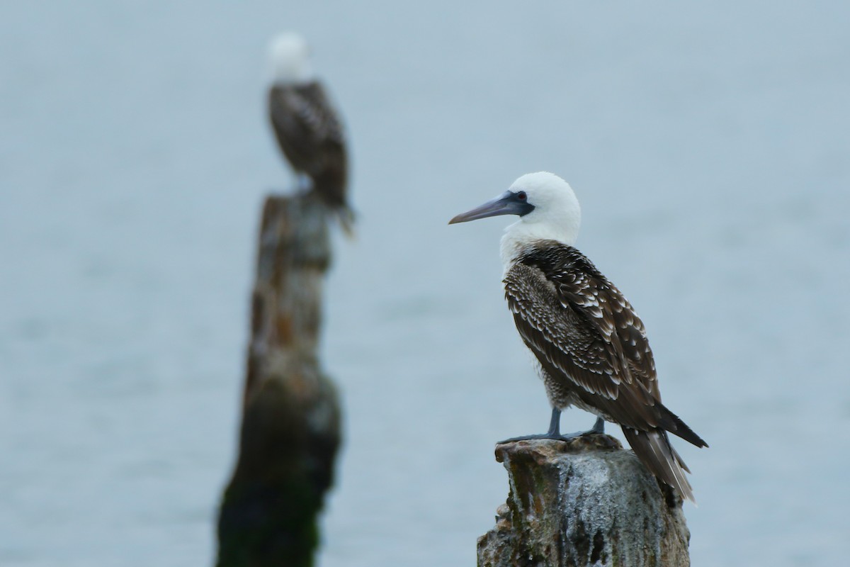 Peruvian Booby - ML644950376