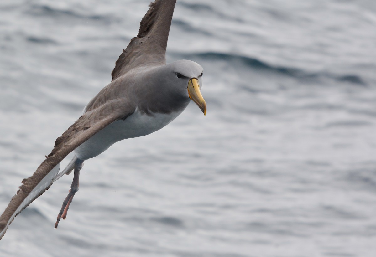 chathamalbatross - ML644950381