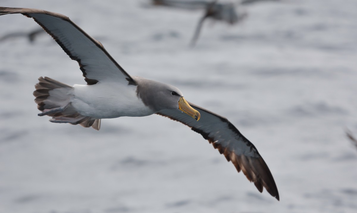 chathamalbatross - ML644950382