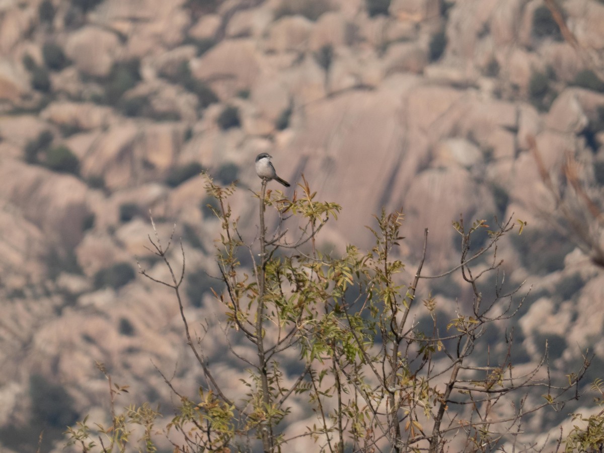 ťuhýk iberský - ML644950390