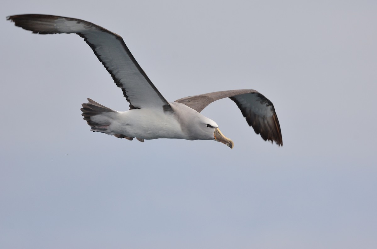 サルビンアホウドリ - ML644950392