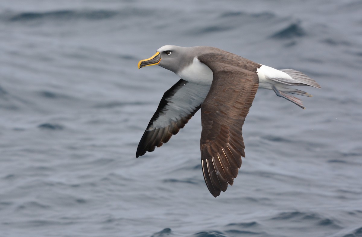 Buller's Albatross - ML644950393