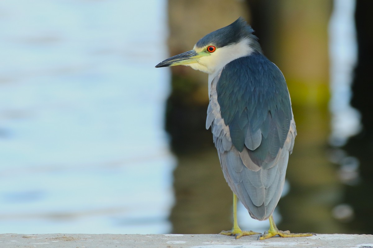 Black-crowned Night Heron - ML644950401