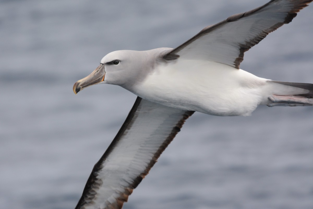 サルビンアホウドリ - ML644950404