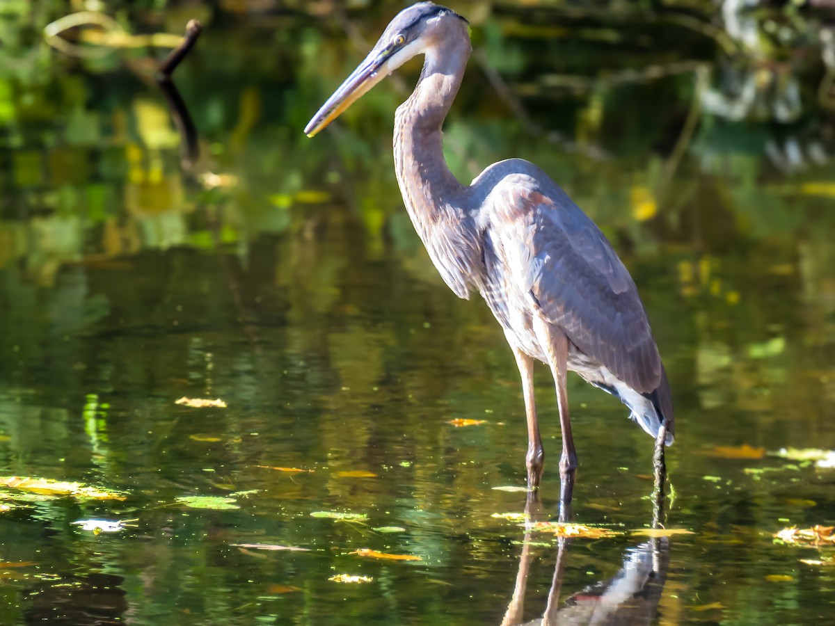 Great Blue Heron - ML644950405