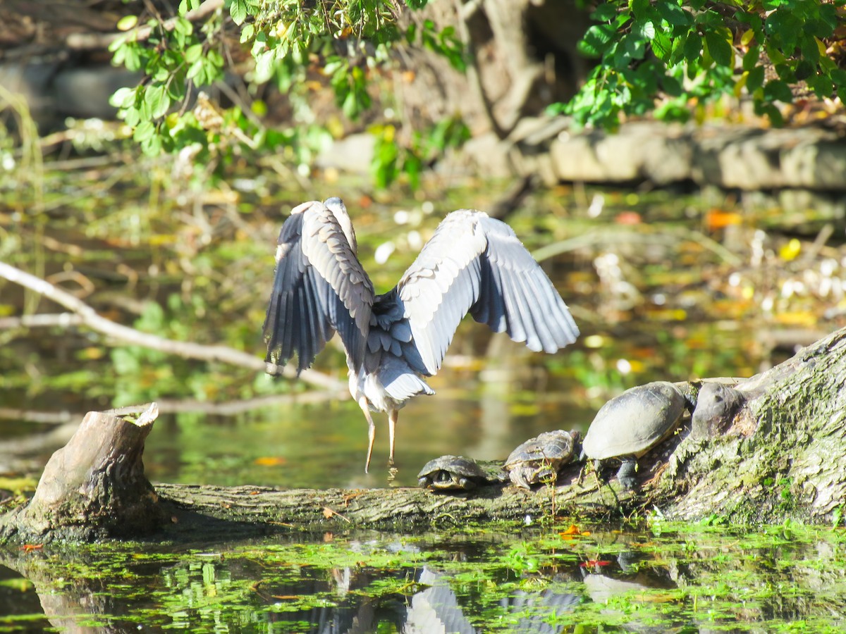 Great Blue Heron - ML644950406