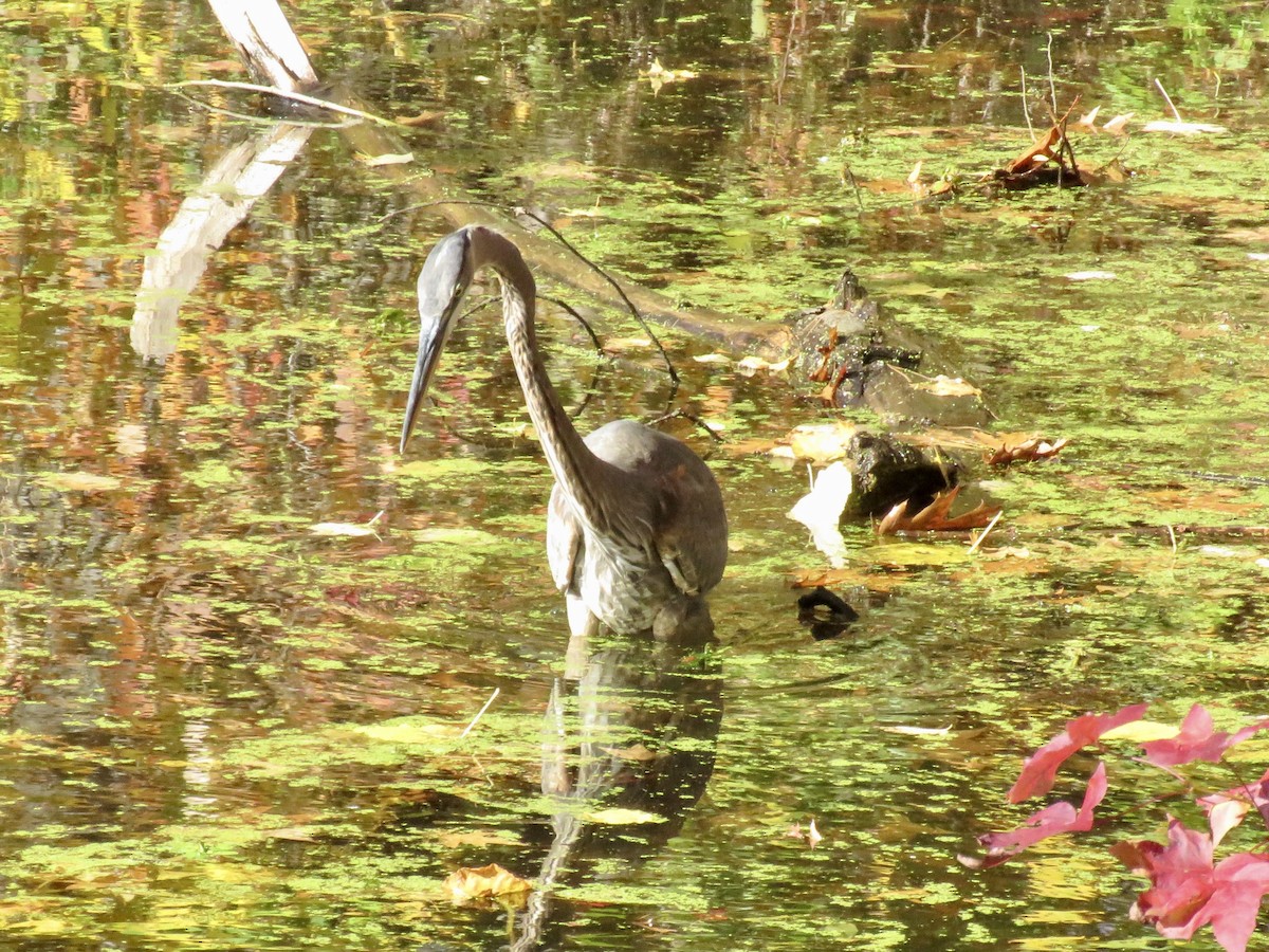 Great Blue Heron - ML644950407